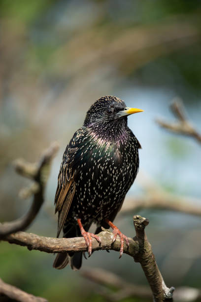 istock Colorful Eurasian starling 1414933806