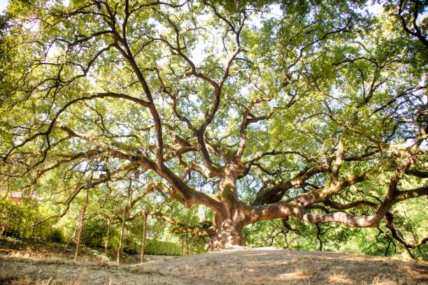 istock The great secular oak in Capannori Lucca Italy 1414934048