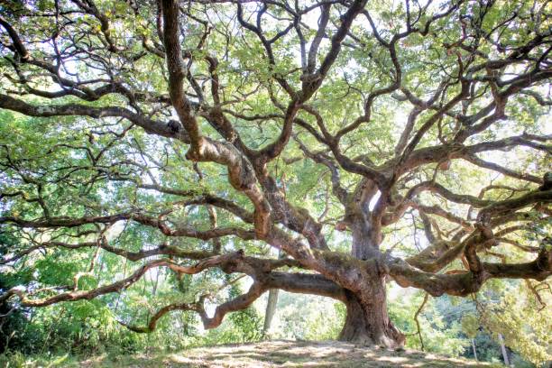istock The great secular oak in Capannori Lucca Italy 1414934052