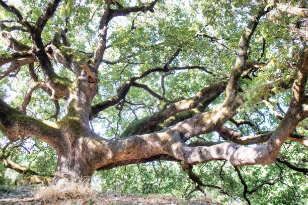 istock The great secular oak in Capannori Lucca Italy 1414934060