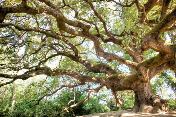 istock The great secular oak in Capannori Lucca Italy 1414934068