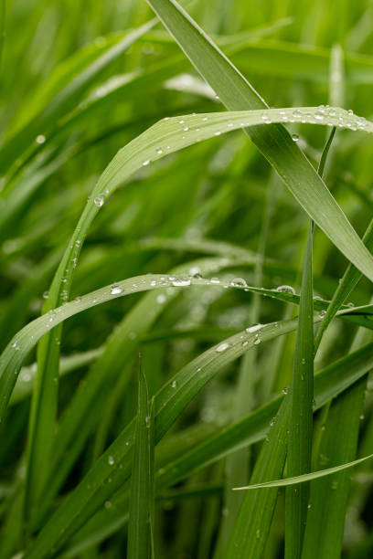 istock macro photo of grass after rain 1414934312