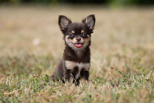 A portrait of a chocolate and tan long haired chihuahua puppy smiling