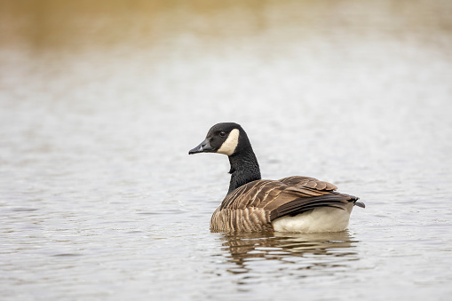 Single Canada goose swimming looking left