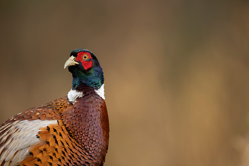 isolated portrait of The common pheasant Phasianus colchicus golden background copy space