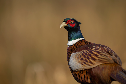 isolated portrait of The common pheasant Phasianus colchicus golden background copy space