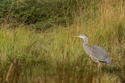Young grey heron hunting in the shallows of a pond