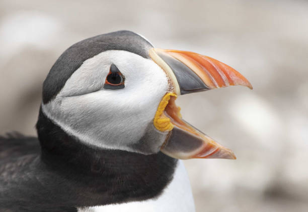 istock Atlantic puffin Fratercula arctica 1414935864