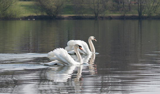 Pair of mute swans swimming on a lake
