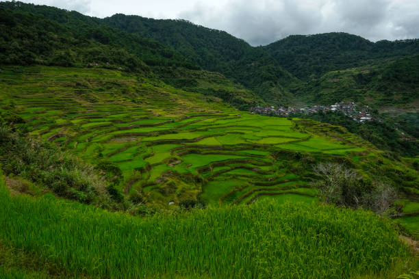 Rice terraces at Maligcong in northern Luzon, Philippines.