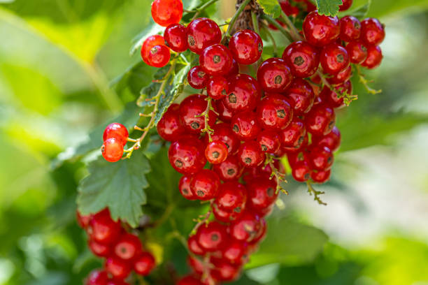 istock Ripe red currants with green leaves on a bush close-up as a background. 1414941191