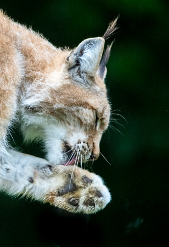 Adult male Eurasian Lynx licking its paw.