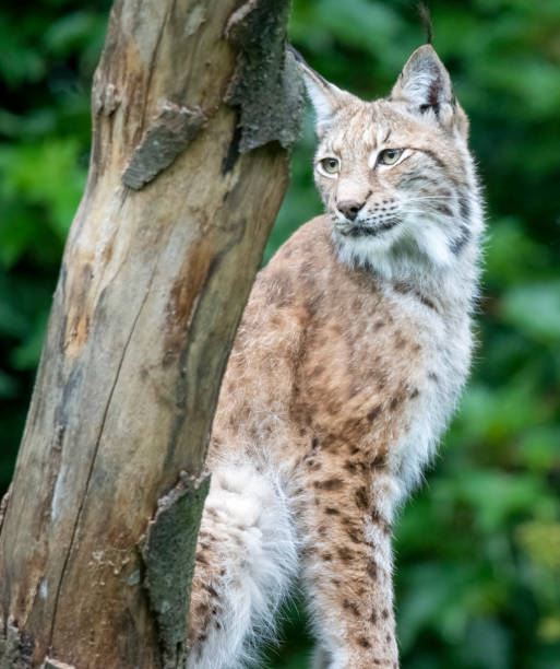 istock Adult male Eurasian Lynx 1414943148
