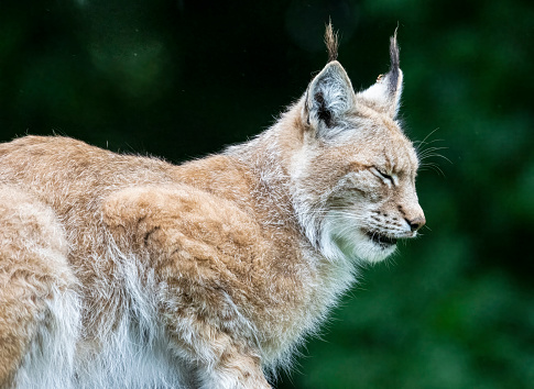 Portrait of a canadian lynx standing in the snow, with pine trees in the background.