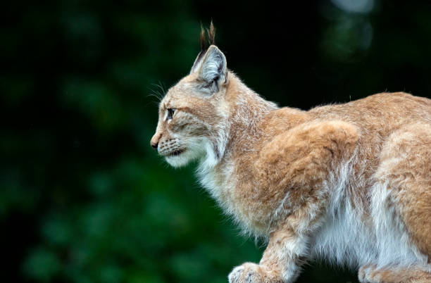 Adult male Eurasian Lynx up a tree.