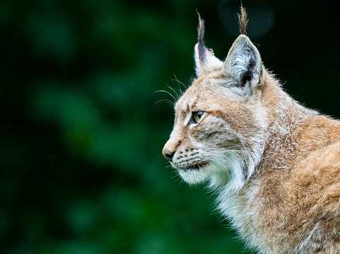 Closeup portrait of lynx lurking on prey