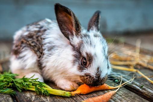 Cute rabbit eats raw ripe carrot