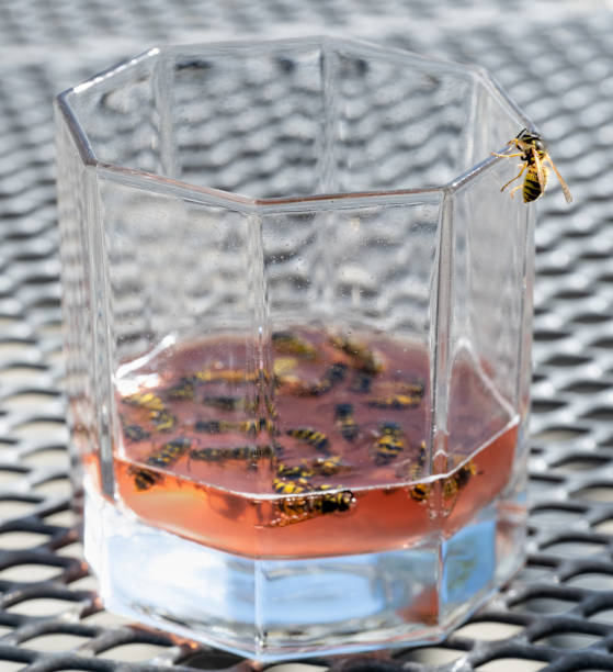 Wasps in and around drinking glass