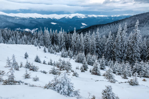 montañas nevadas de invierno, paisaje salvaje - forest tundra fotografías e imágenes de stock