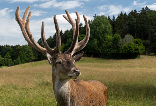 Deer portrait in a meadow in front of a forest in midsummer, with velvet on the antlers