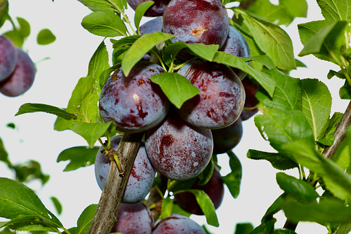 Ripe plums on the tree. A bunch of blue plums hangs from a tree. Bunch of ripe purple plums on a plum tree