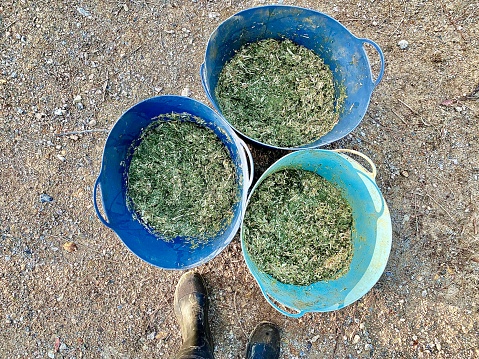 Looking down to gravel in gumboots after mixing horse feed buckets of Lucerne pellets and chaff with nutritional supplements for country horses while pet sitting in rural Australia
