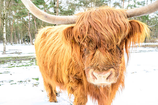 istock Scottish Highlander cattle in the snow during in a forest 1414947755