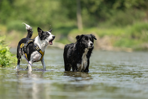 two dogs in the low water in the lake - border collies