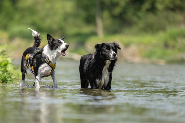 two  funny dogs in the low water in the lake - border collies stock photo