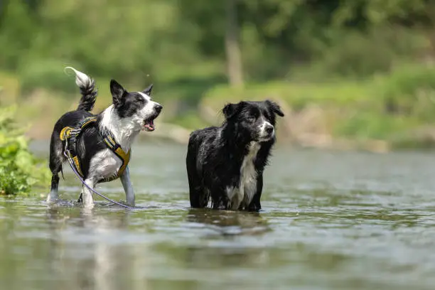 Photo of two  funny dogs in the low water in the lake - border collies