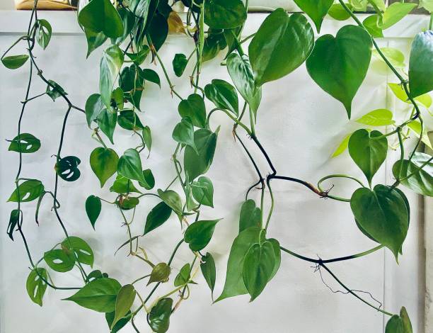 istock Sweetheart Indoor Vine Plant 1414948087