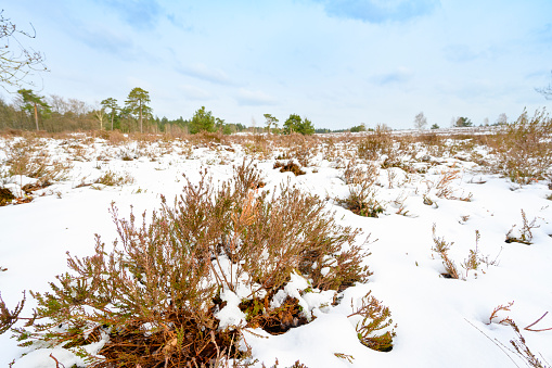Snowy winter landscape at the Zwolse Bos  forest during a cold early springtime day with fresh snowfall at the Veluwe in Gelderland, The Netherlands