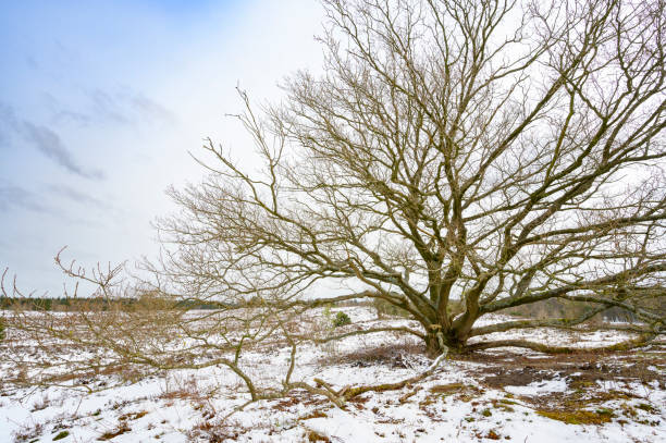 istock Snowy winter landscape with an old oak tree on a hill 1414949485