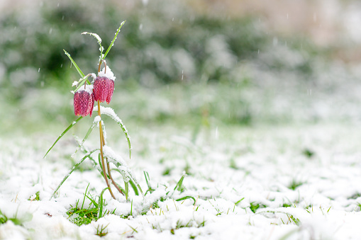 A rose frozen in crystals of frost  on very soft selective focus background. Frosty morning background.