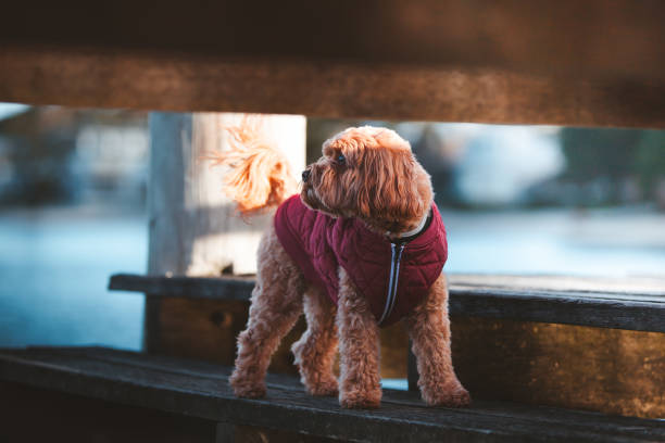 istock Cavoodle puppy at a Wharf 1414949565