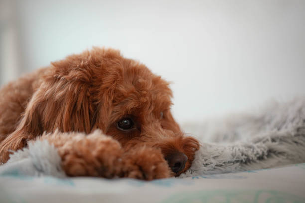 istock Cavoodle puppy on a blanket 1414949659