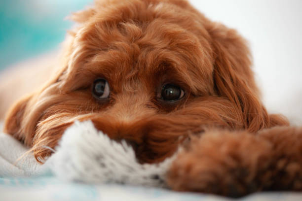 istock Cavoodle puppy on a blanket 1414949682