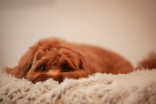 istock Cavoodle puppy resting on a blanket 1414949703