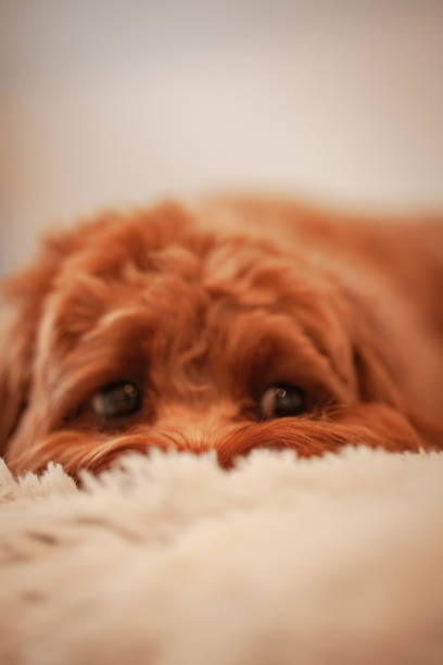 istock Cavoodle puppy on a blanket 1414949767