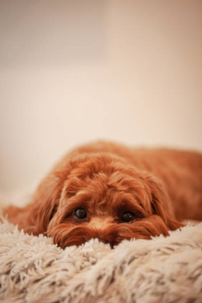 istock Cavoodle puppy at a Wharf 1414949784
