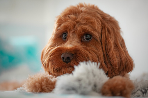 Close up of a Red Cavoodle Puppy Dog sitting on a white fluffy blanket