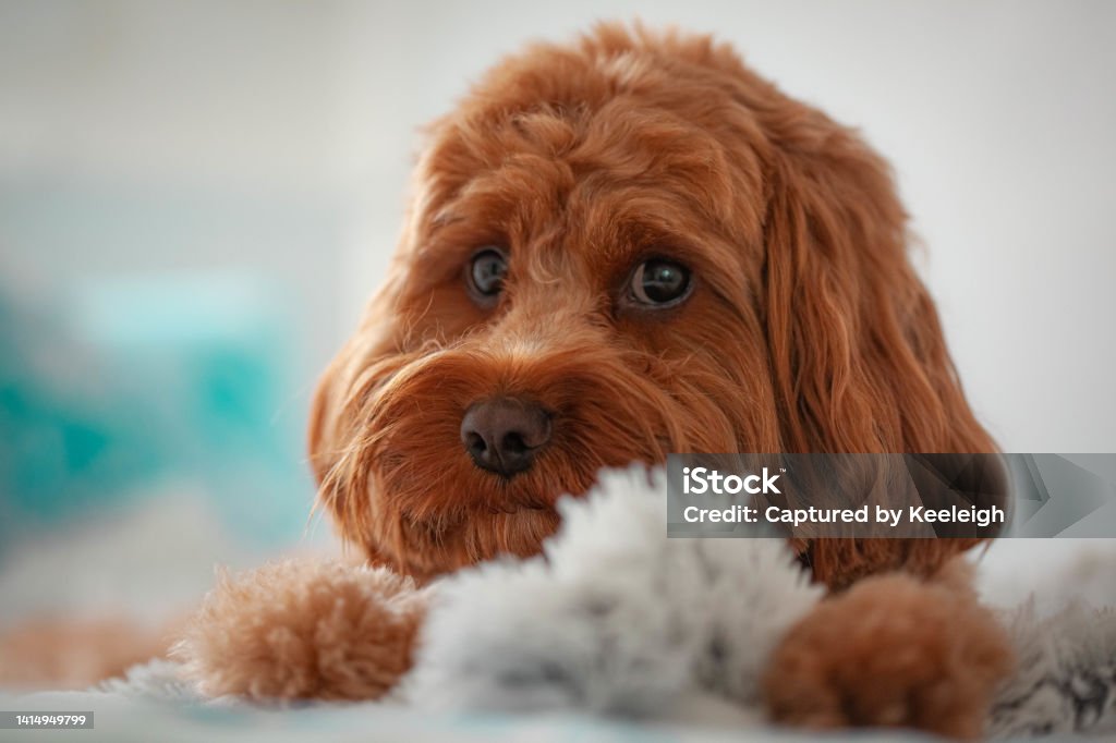 Cavoodle puppy on a blanket Close up of a Red Cavoodle Puppy Dog sitting on a white fluffy blanket Beach Stock Photo