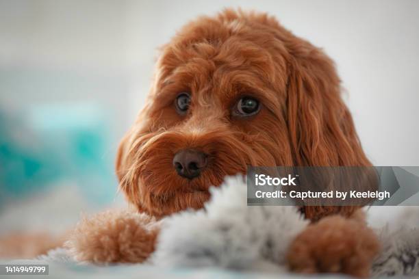 Cavoodle Puppy On A Blanket Stock Photo - Download Image Now - Beach, Dog, Poodle