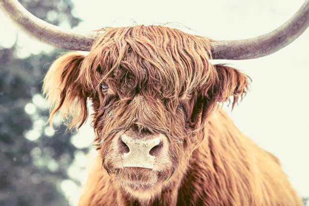 istock Scottish Highlander cattle in the snow during in a forest 1414949889