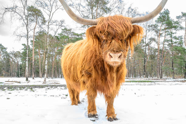 istock Scottish Highlander cattle in the snow during in a forest 1414950129