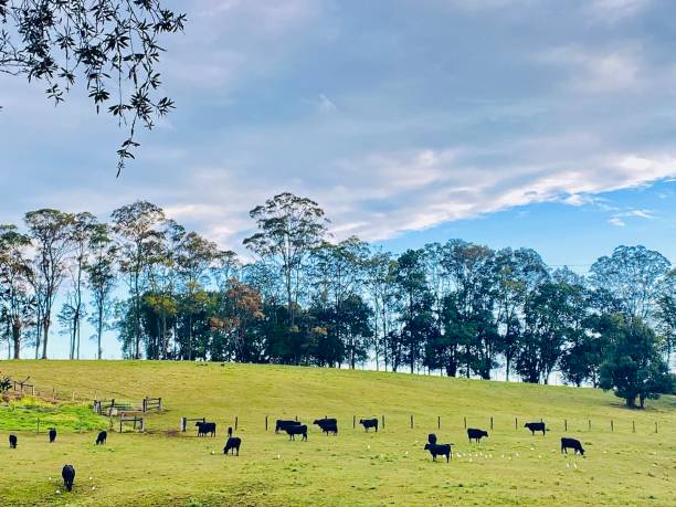 istock Herd of Country Cows Grazing 1414950717