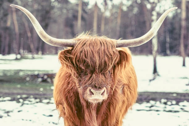 Portrait of a Scottish Highland cattle in the snow during an early springtime day in a forest. The Scottish Highlanders are used in the nature conservation of the Veluwe to ensure that heather areas do not grow densely.