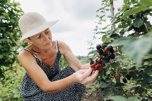 The woman picking up juicy red raspberries from the bush in the garden. The organic farming concept in the rural
