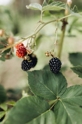 The beautiful juicy blackberry on the bush. The organic farming concept