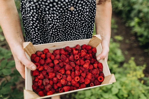 A cheerful mature woman holding a crate of juicy red raspberry in her organic garden, close up view. Homegrown produce concept